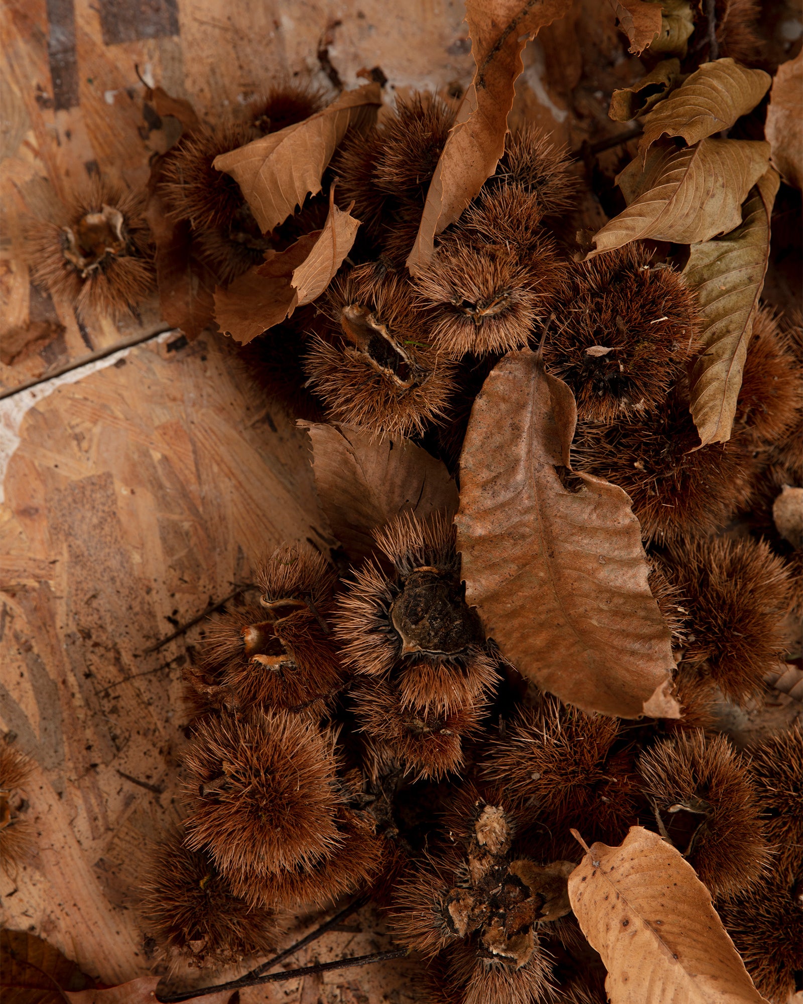 Rovi Lucca FW25 Castagneto collection, inspired by Lucca’s chestnut groves, reflecting rustic charm and natural landscapes.